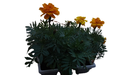 Marigold Durango Mix seedlings