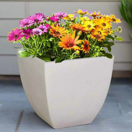 Bollivia Plant Pot