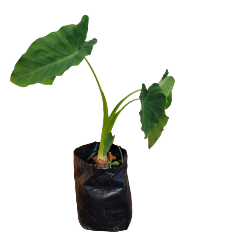 Colocasia (Elephants Ear 20L)