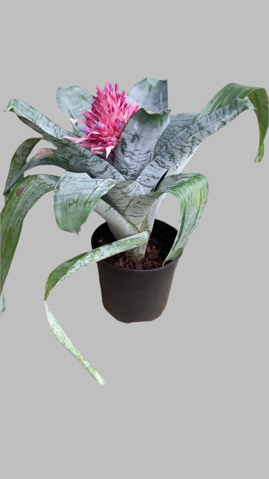 Aechmea fasciata - 20CM