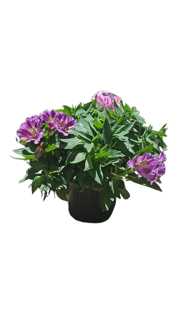 Alstroemeria (Princess Lillies/Inca Lilly) - 19CM