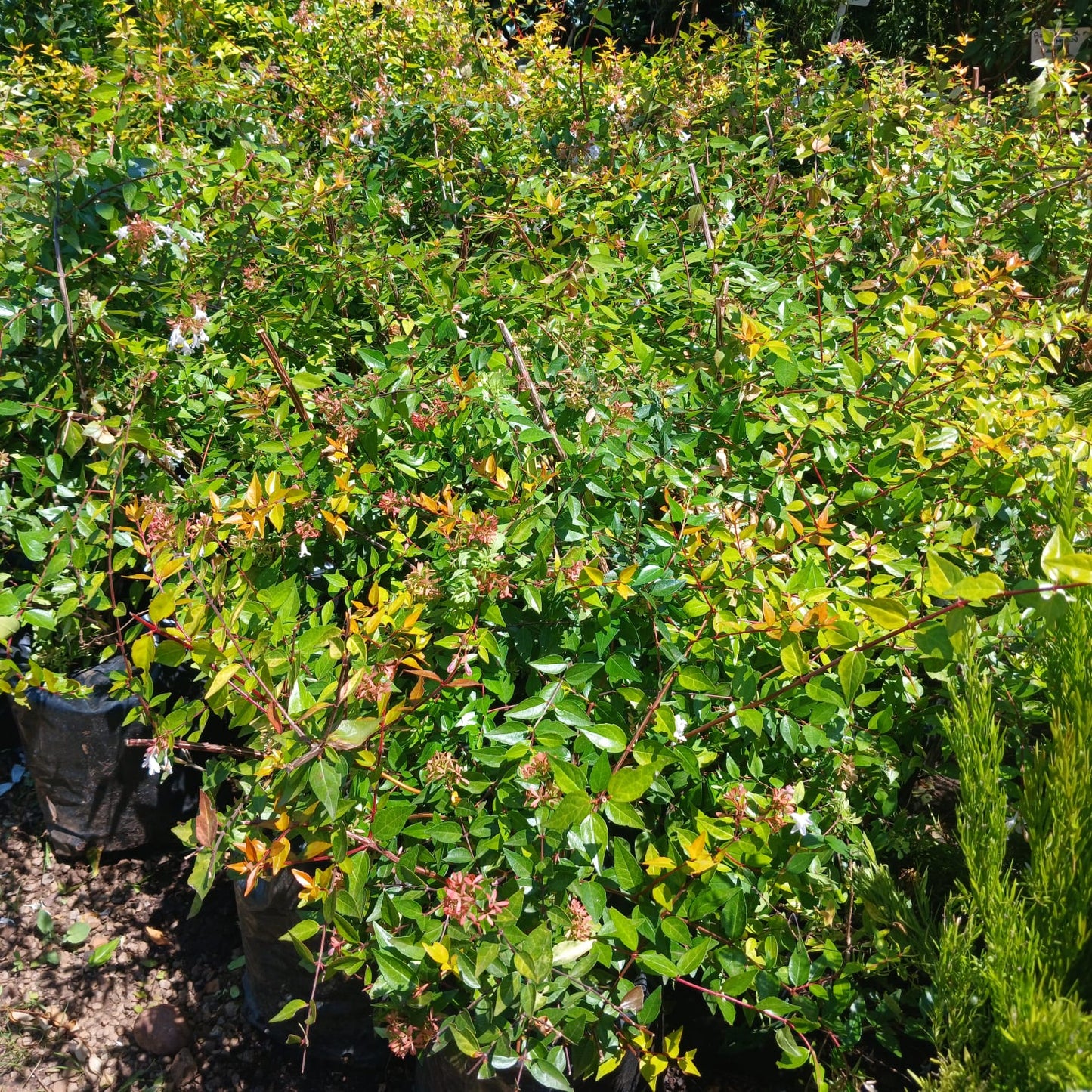 Abelia Francis Mason 10L