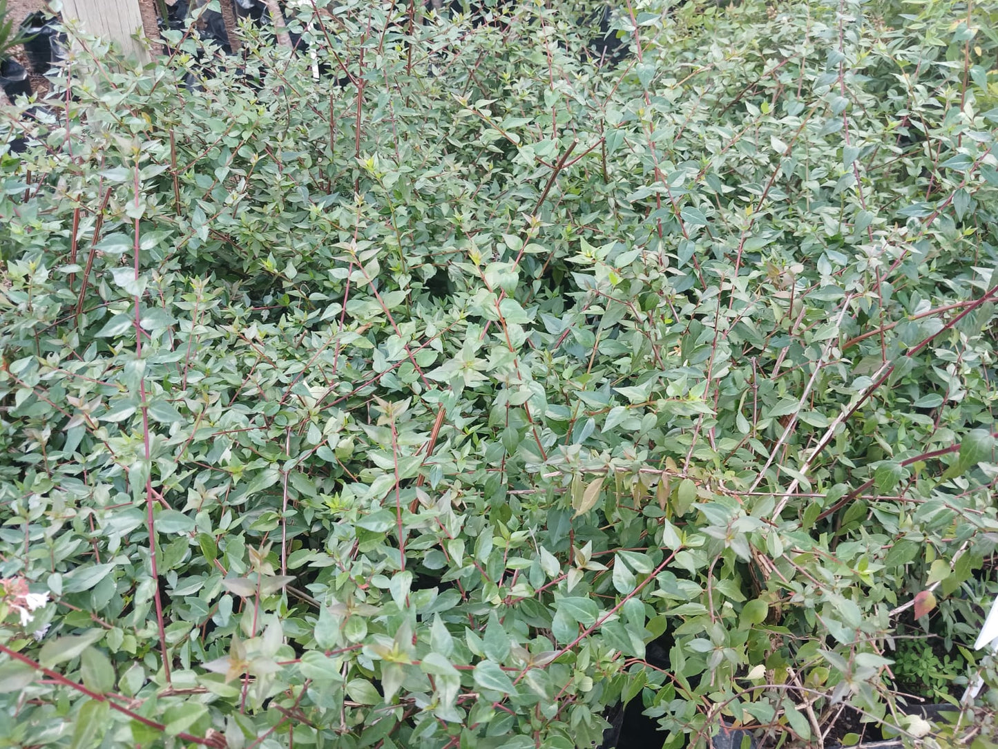 Abelia Grandiflora 10L