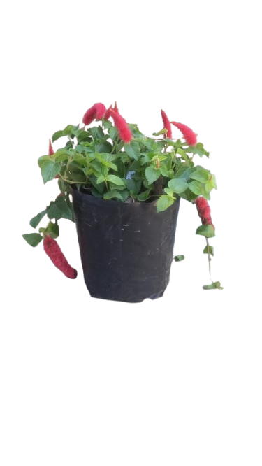 Acalypha Firetail 3L