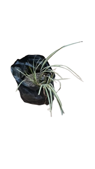 Acorus Variegated 1L