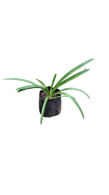 Agapanthus Giant 3L