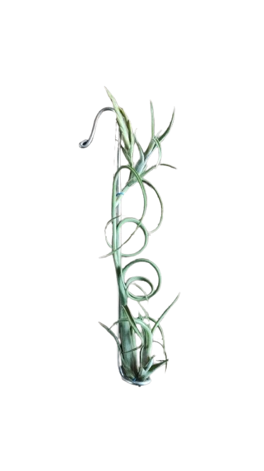 Air Plant on Metal Hook