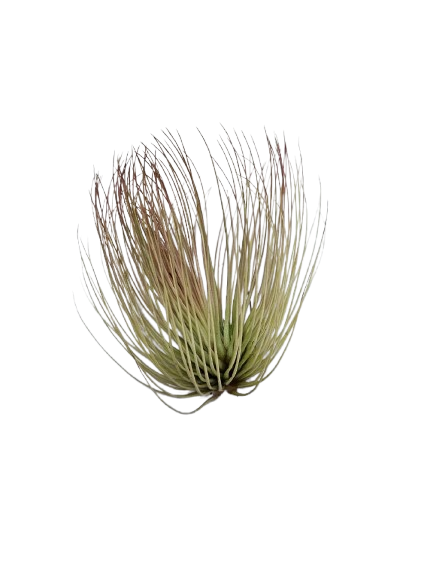 Tillandsia Airplant Mix Each