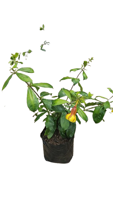 Allmanda Cathartica (Yellow) 5L