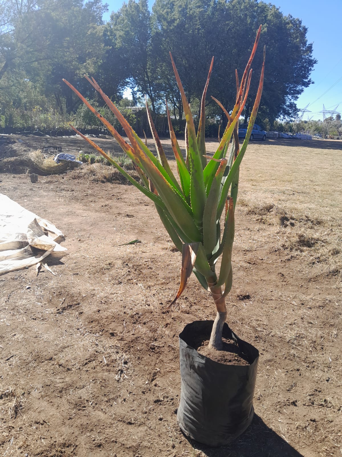 Aloe Bainsii 'Tree Aloe' 40L