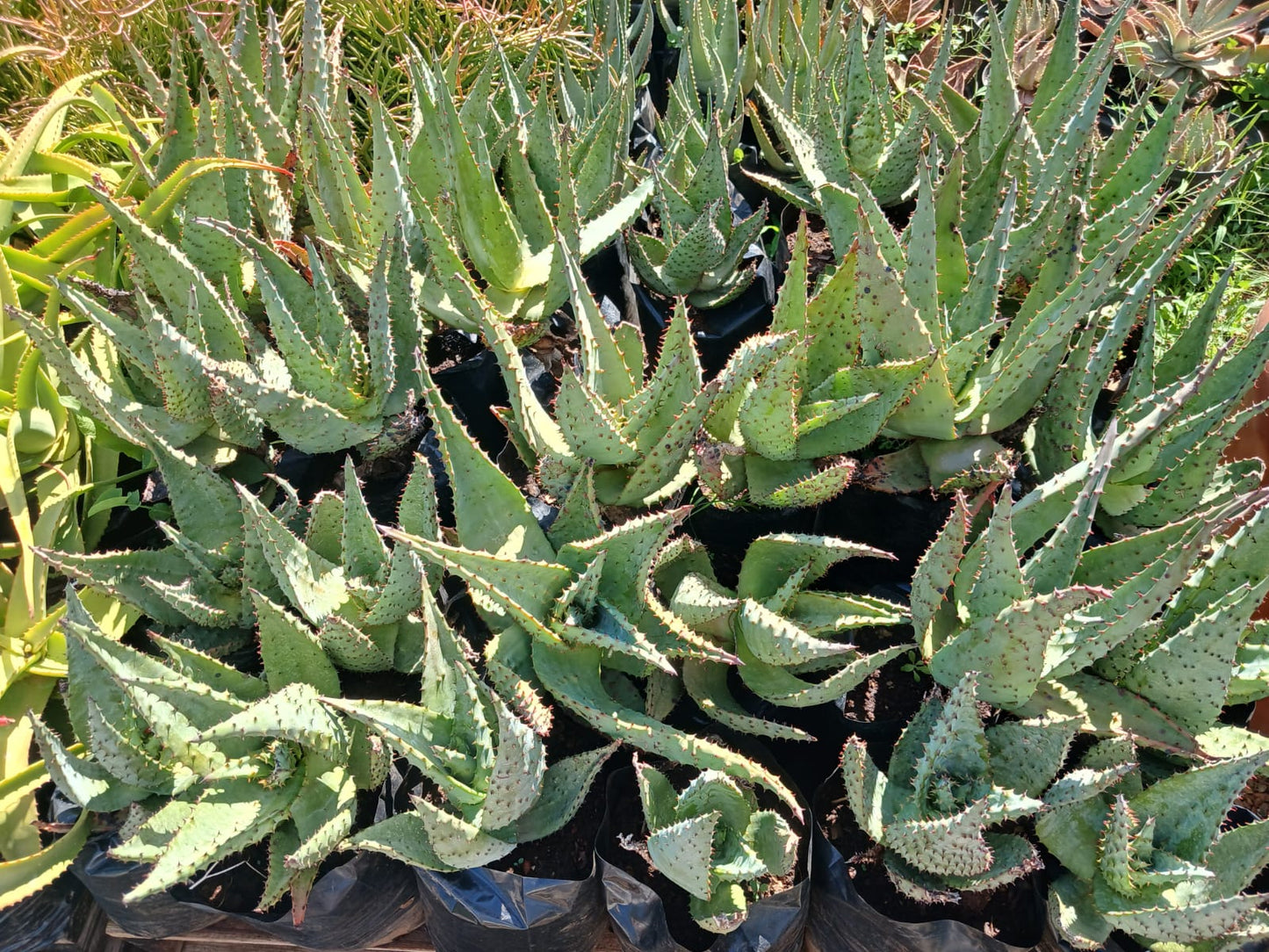 Aloe Marlothii 'Mountain Aloe' 10L