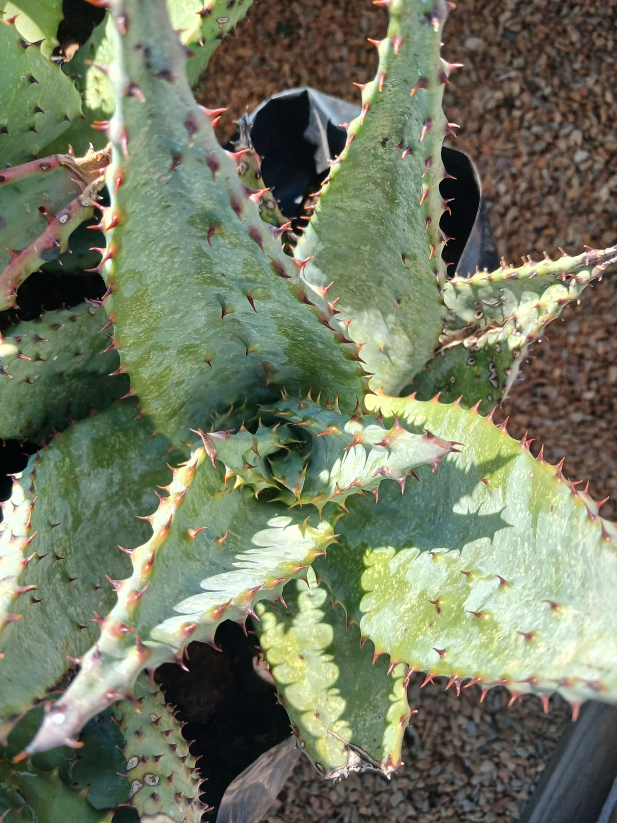 Aloe Marlothii 'Mountain Aloe' 10L
