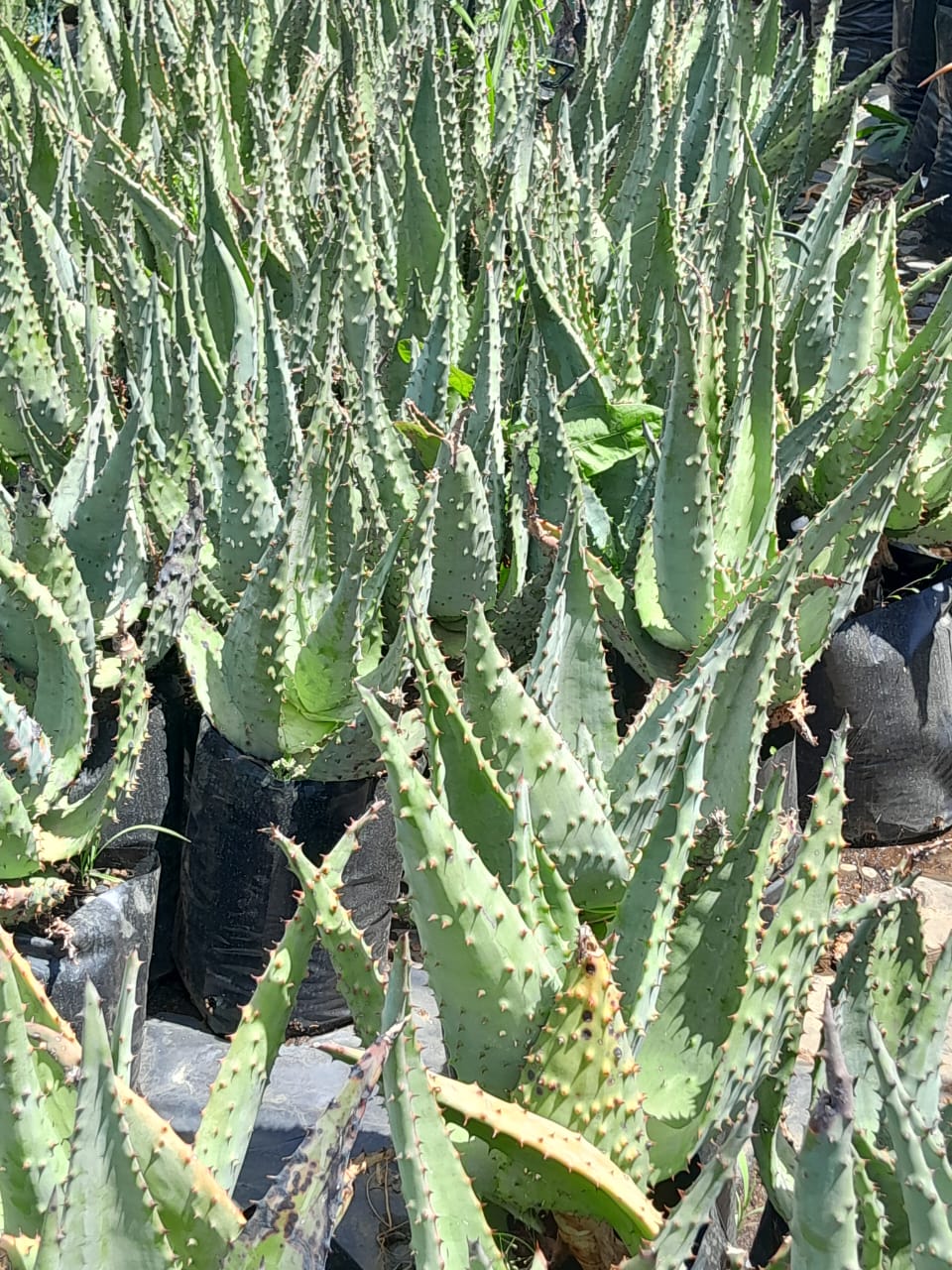 Aloe Marlothii 'Mountain Aloe' 10L