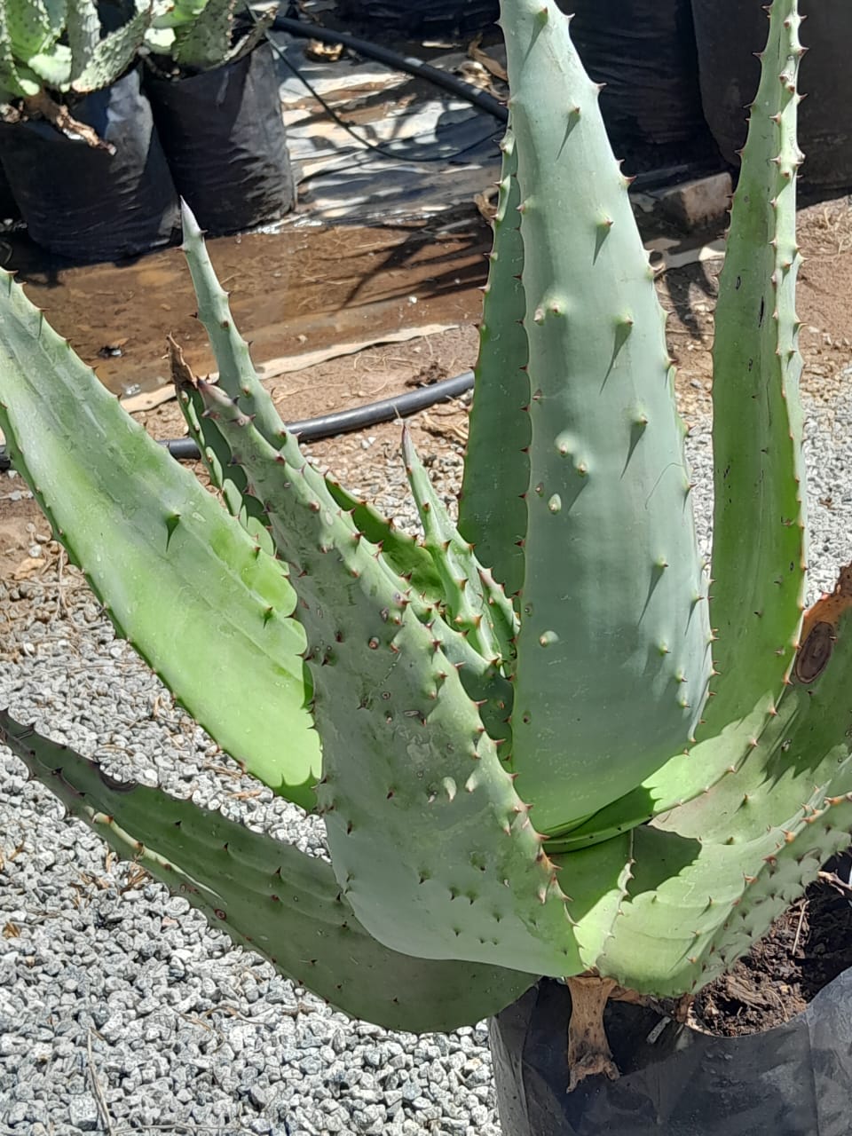 Aloe Spectabelis 10L