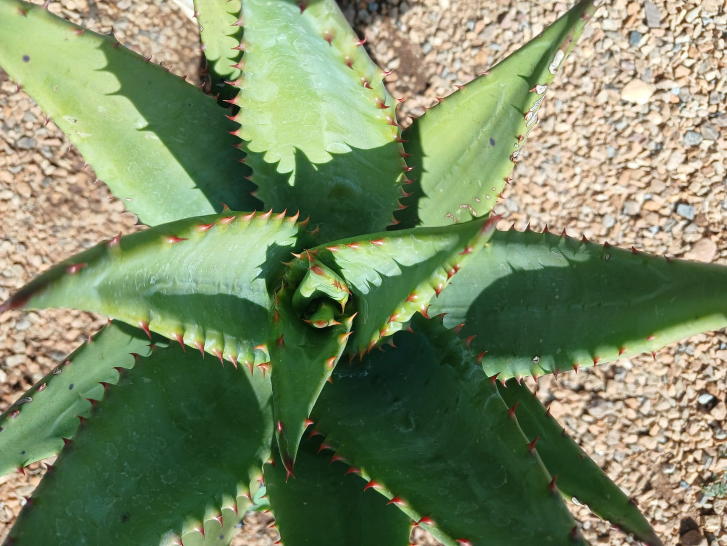 Aloe Spectabelis 10L
