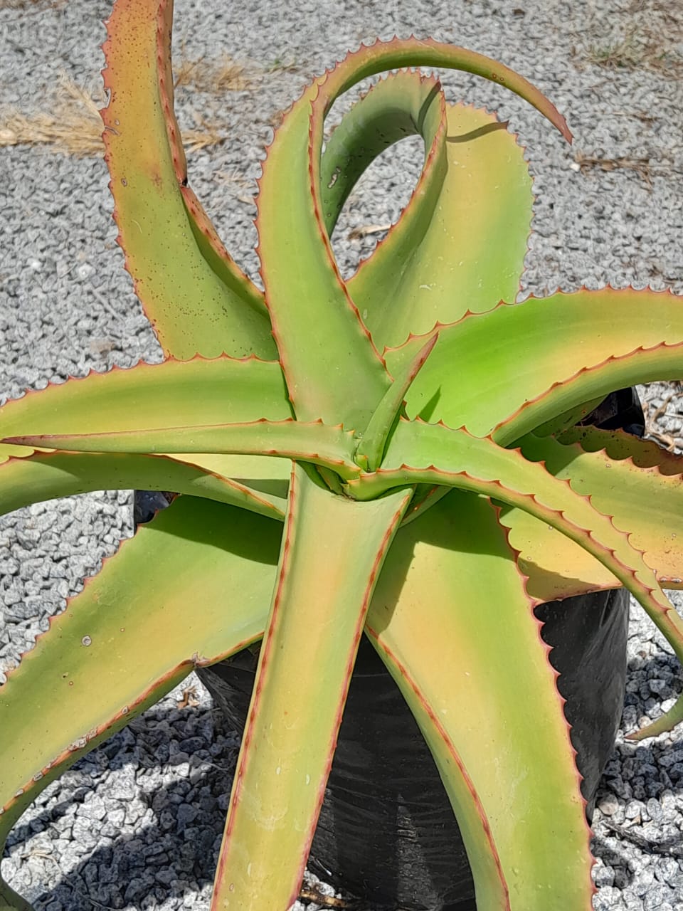 Aloe Venbelini 10L