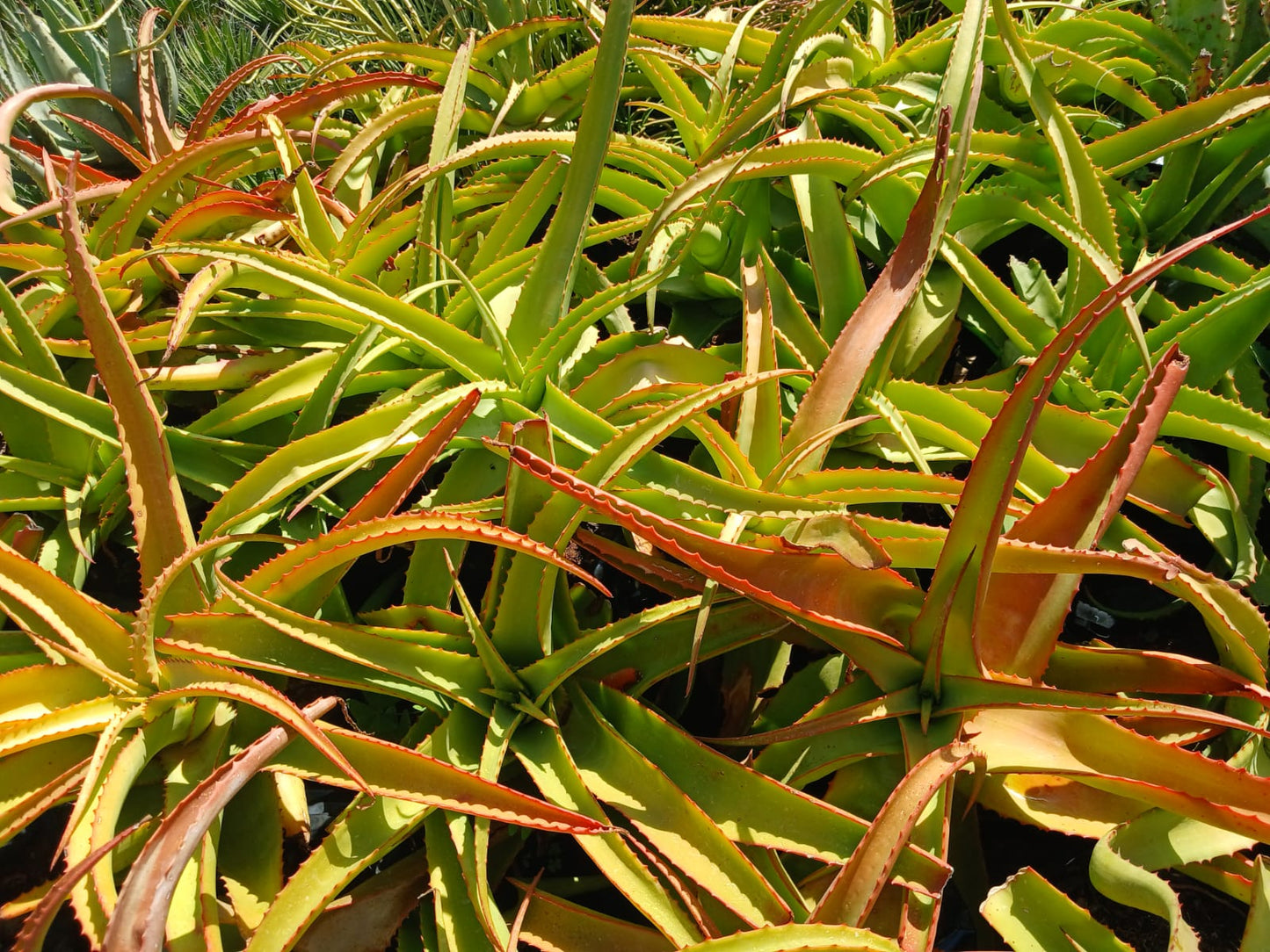 Aloe Venbelini 10L