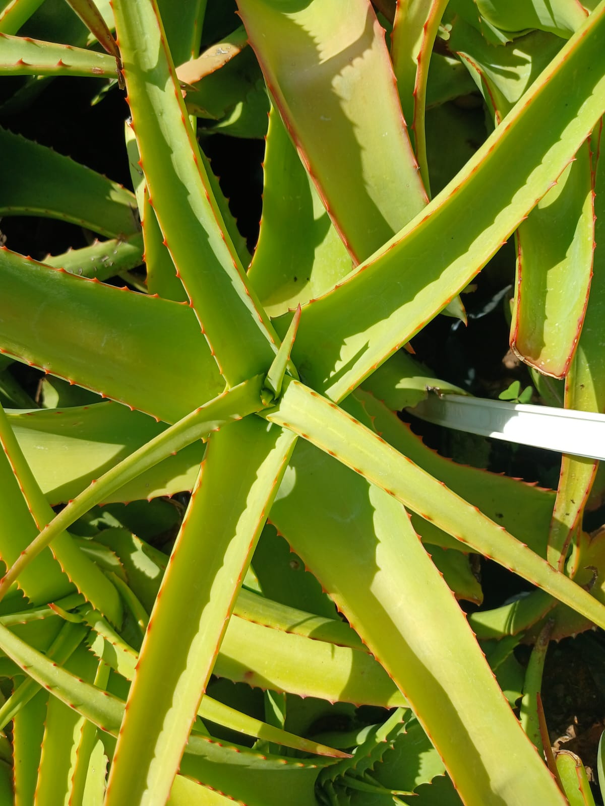 Aloe Venbelini 10L