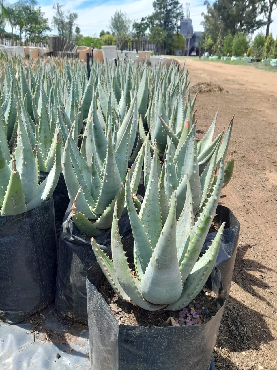 Aloe Wickensii 10L