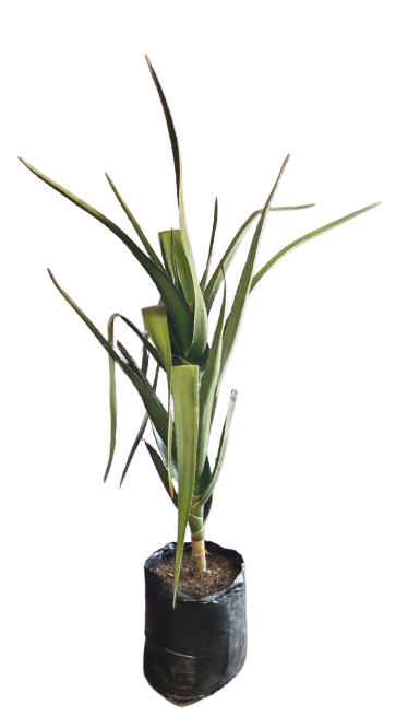 Aloe Bainsii- Single Stem (Aloidendron barbarae) 40L