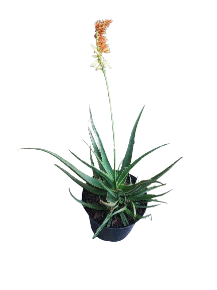 Aloe Twice as Nice 19cm