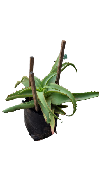 Aloe Vanbalenii 10L