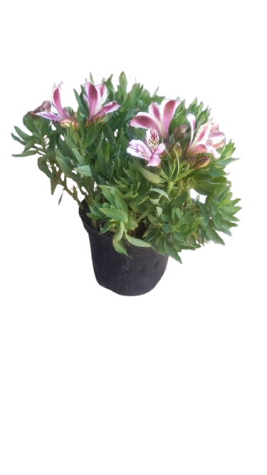 Alstroemeria Inticancha Various 21cm