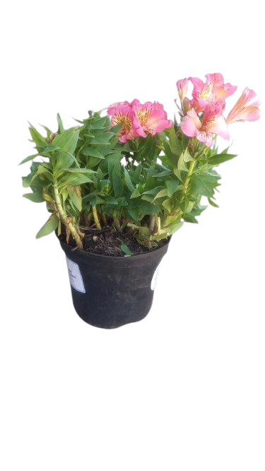 Alstroemeria Inticancha Various 21cm