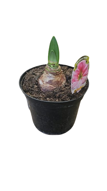 Amaryllis 'Hippeastrum hybrid' Assorted 15cm