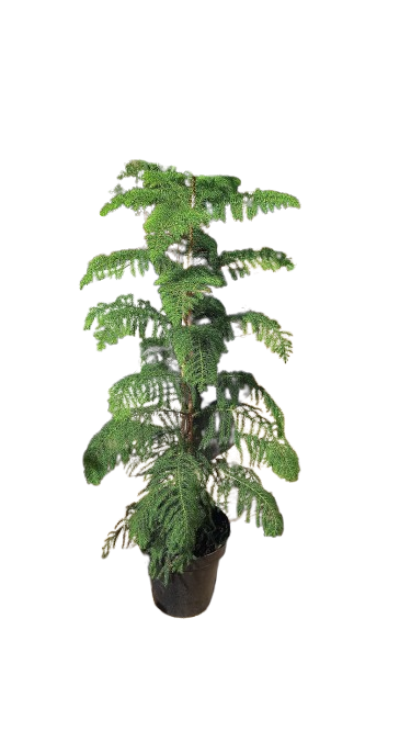 Araucaria Heterophylla 30cm