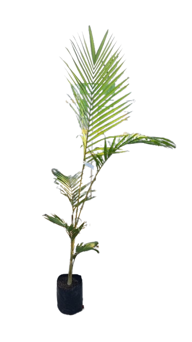 Archontophoenix Cunninghamiana (Seaforthia Elegans) Various Sizes
