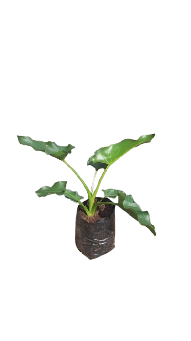 Zantedeschia - Arum Lily 4L