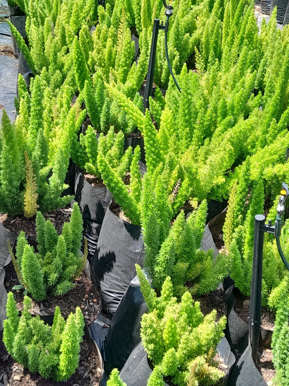Asparagus Meyersii 'Cat's Tail' 10L