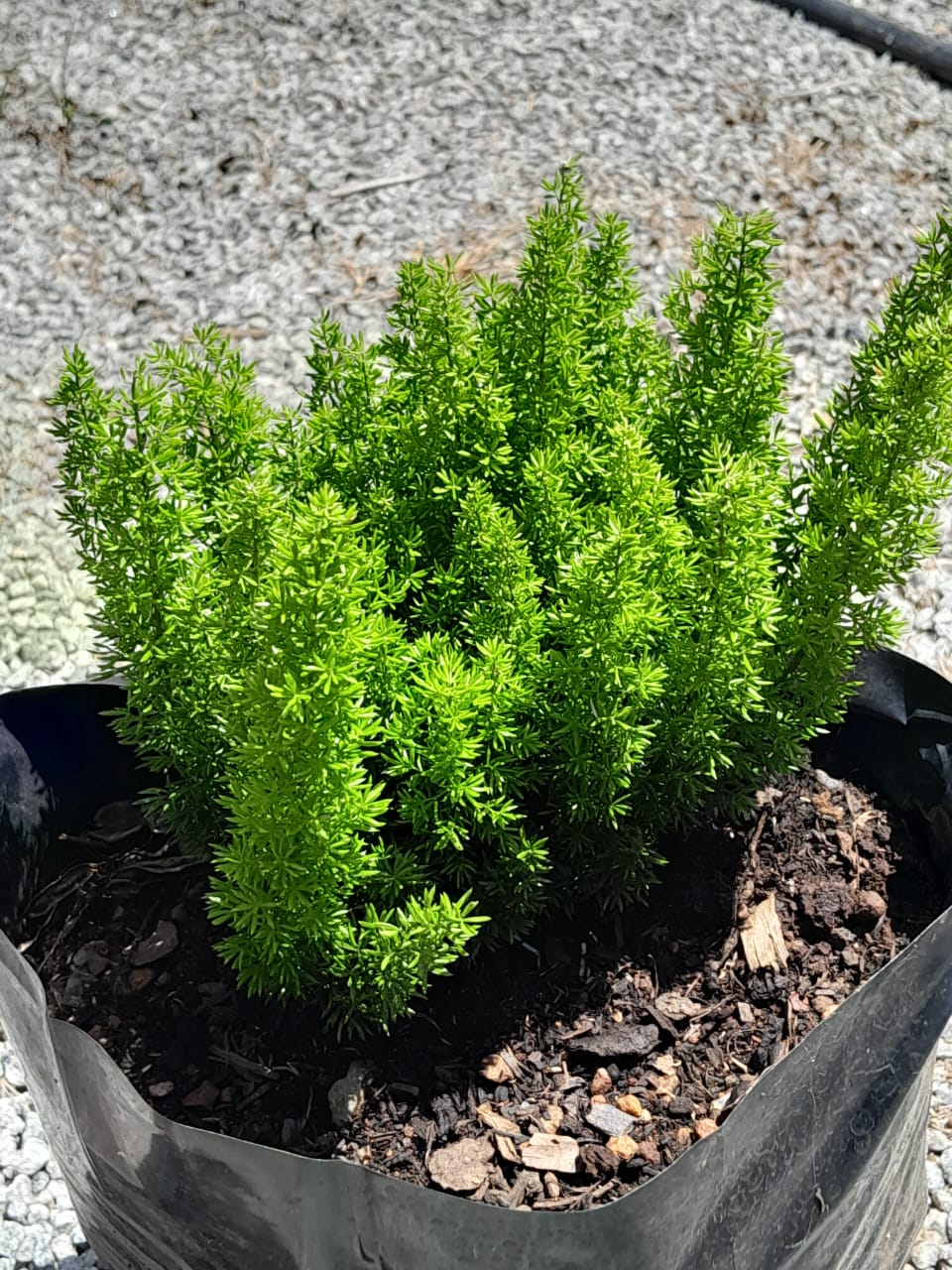 Asparagus Meyersii 'Cat's Tail' 10L
