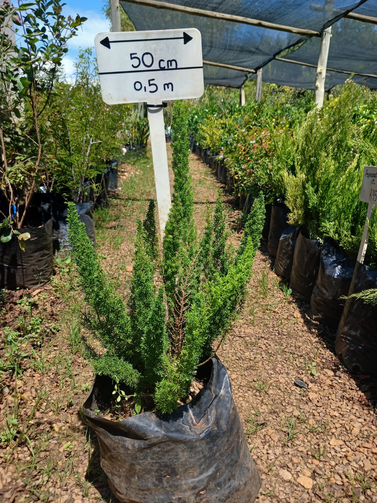 Asparagus Meyersii 'Cat's Tail' 10L