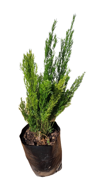 Asparagus Red Top 10L