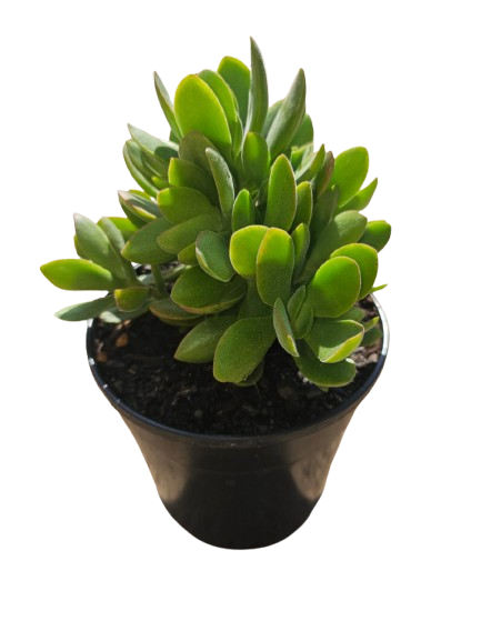 Mixed Succulents 12cm round pot