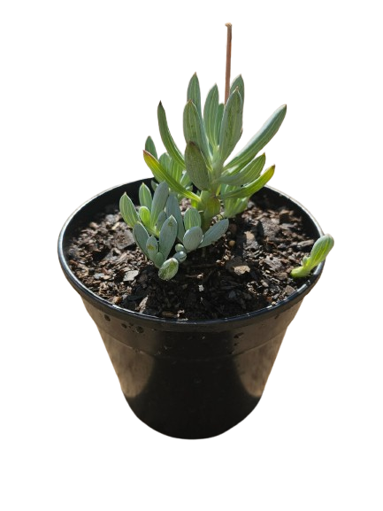 Mixed Succulents 12cm round pot