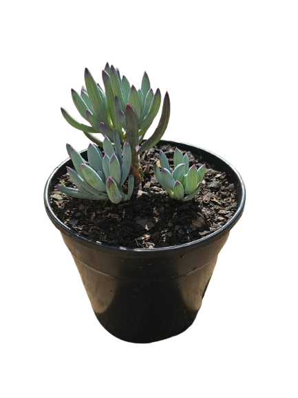 Mixed Succulents 12cm round pot