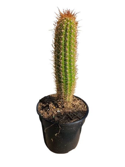 Cactus Mix Pot Round 14.5cm