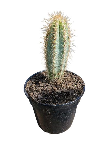 Cactus Mix Pot Round 14.5cm