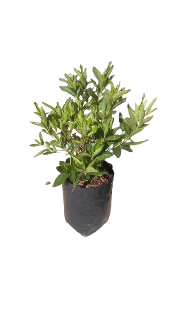 Azalea Alba - 5L