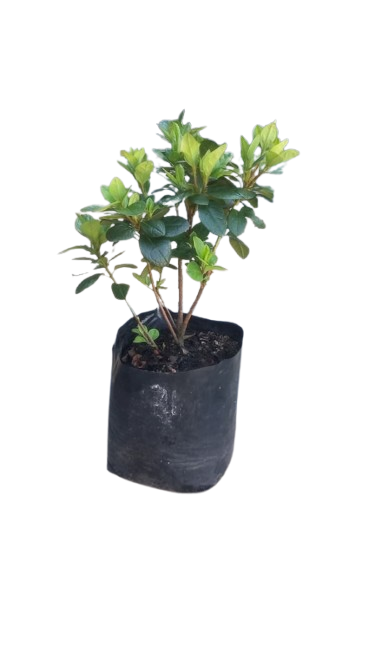 Azalea Claude Goyet (Dbl Red) 5L