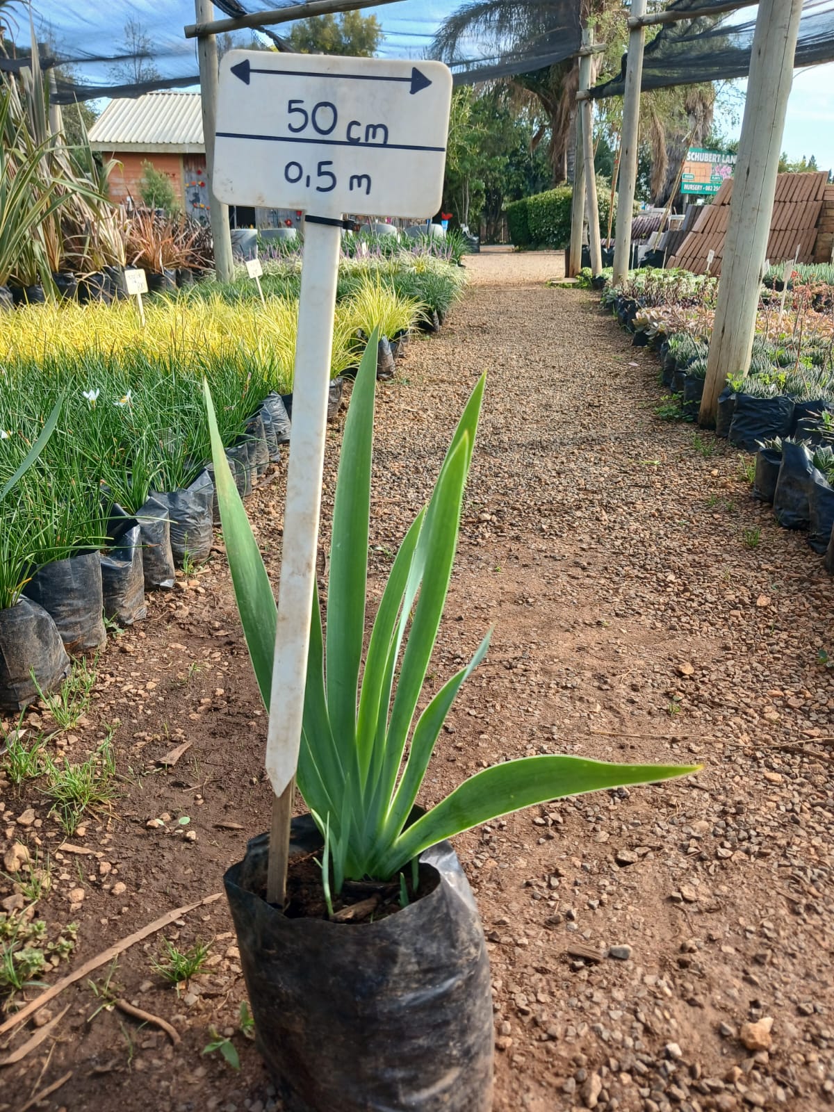 Bearded Iris 2,5L