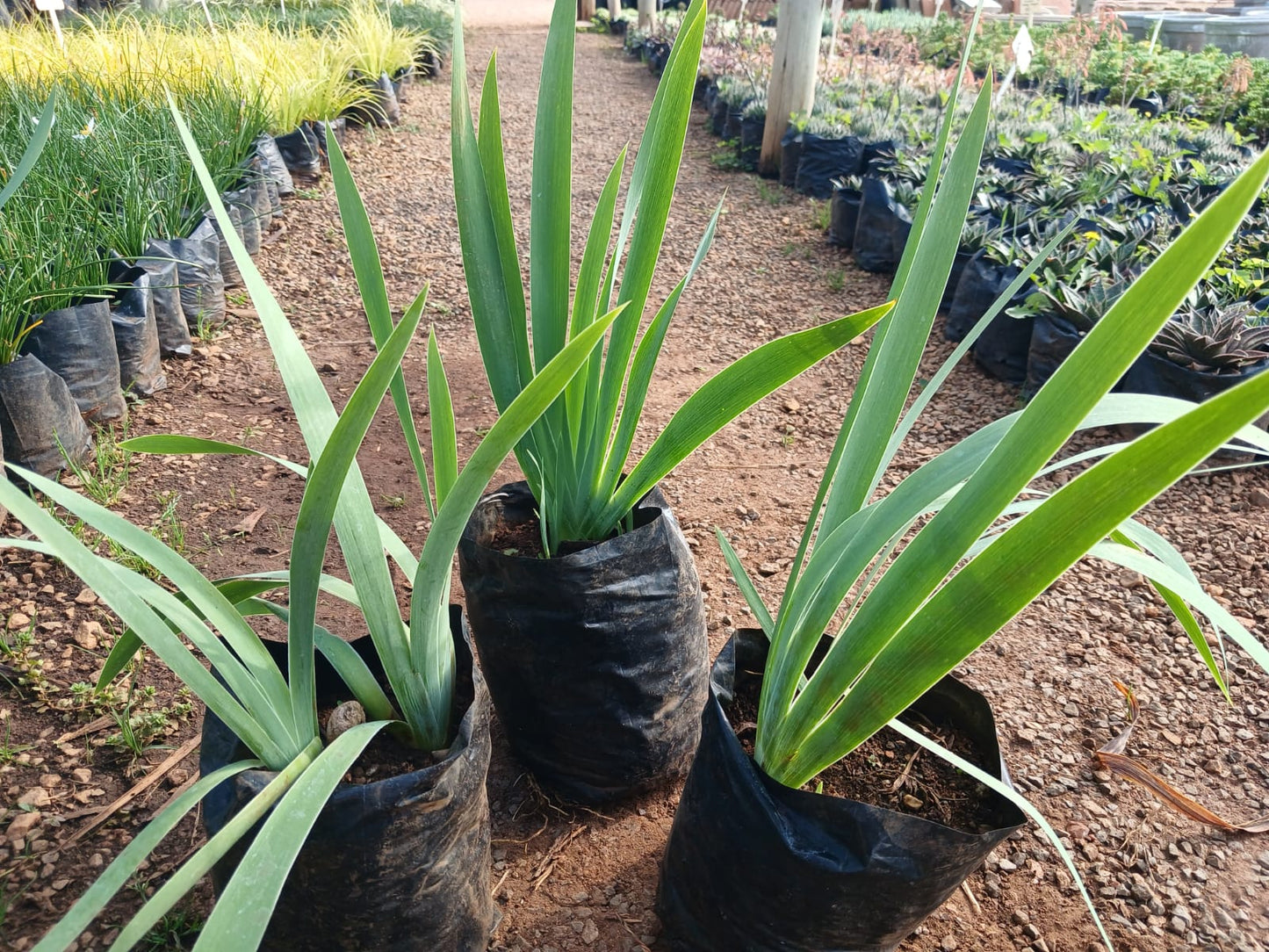 Bearded Iris 2,5L