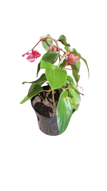 Begonia dragon deals