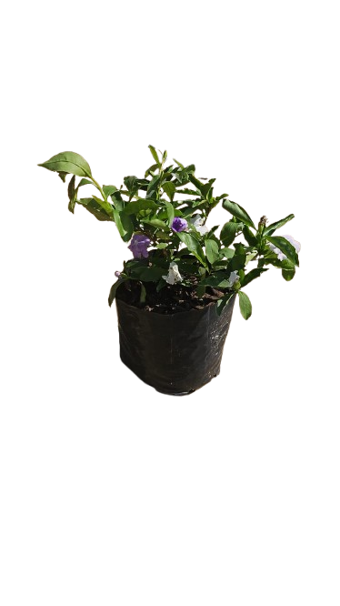 Brunfelsia Pauciflora Floribunda 4L