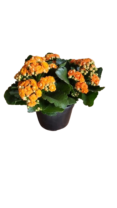 Calandiva Else Flowers 14cm