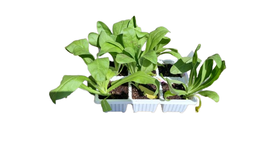 Calendula 6 Pack Seedling Tray (Various Colours)