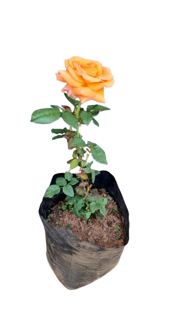 Caribbean Rose